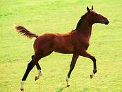 loshad